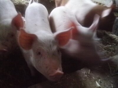 Pigs in the Rut Image